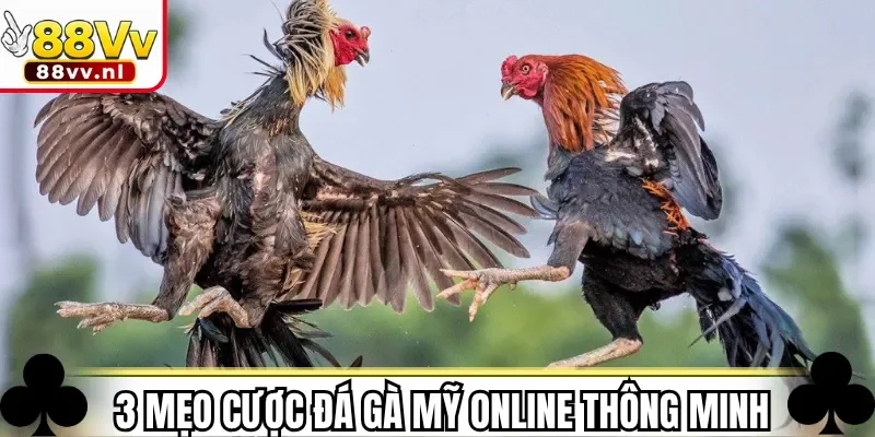 3 mẹo cược đá gà Mỹ online thông minh