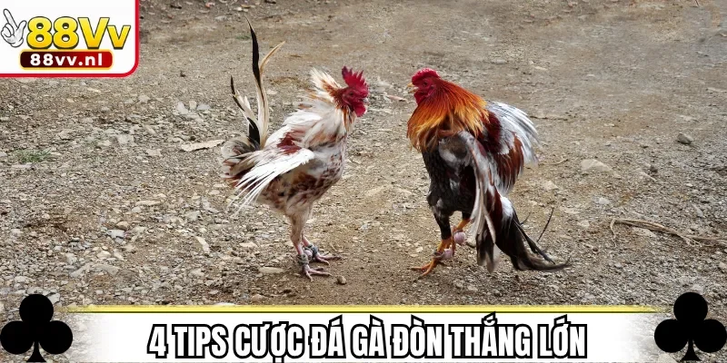 4 tips cược đá gà đòn thắng lớn