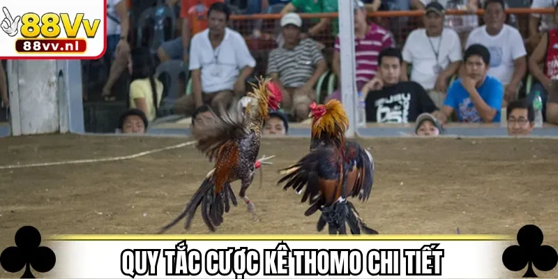 Quy tắc cược kê Thomo chi tiết